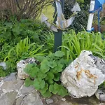 Urte In , Kap Arkona Rügen